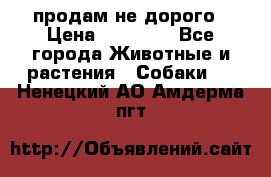 продам не дорого › Цена ­ 10 000 - Все города Животные и растения » Собаки   . Ненецкий АО,Амдерма пгт